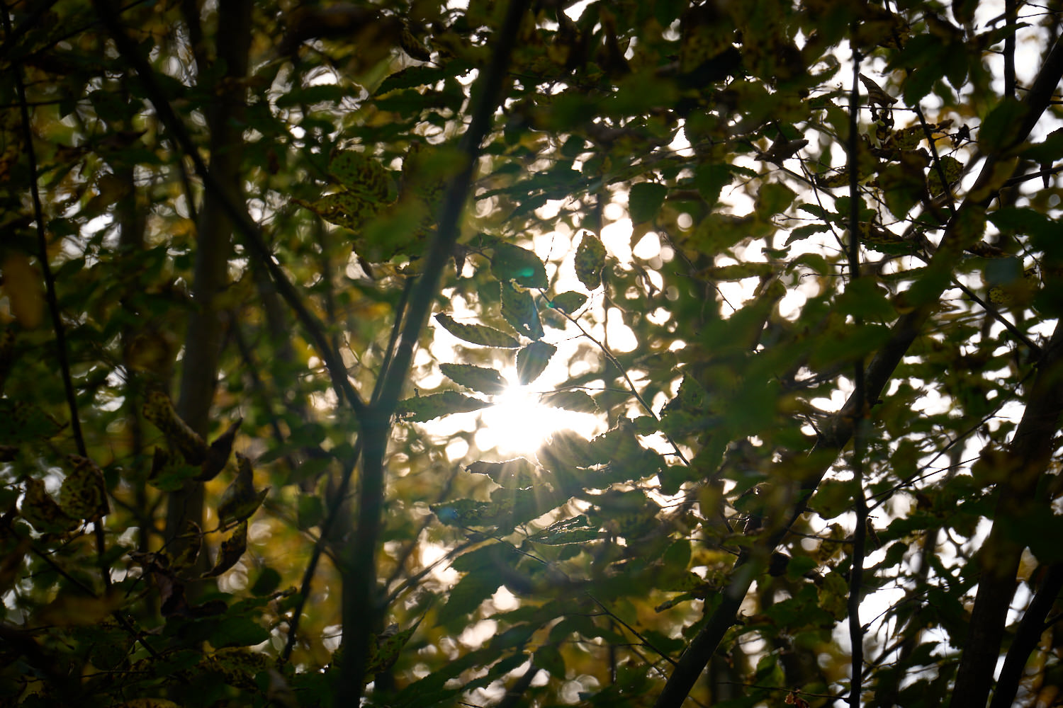 Sonnenlicht im alten Mischwald des TrauerPark Eremia