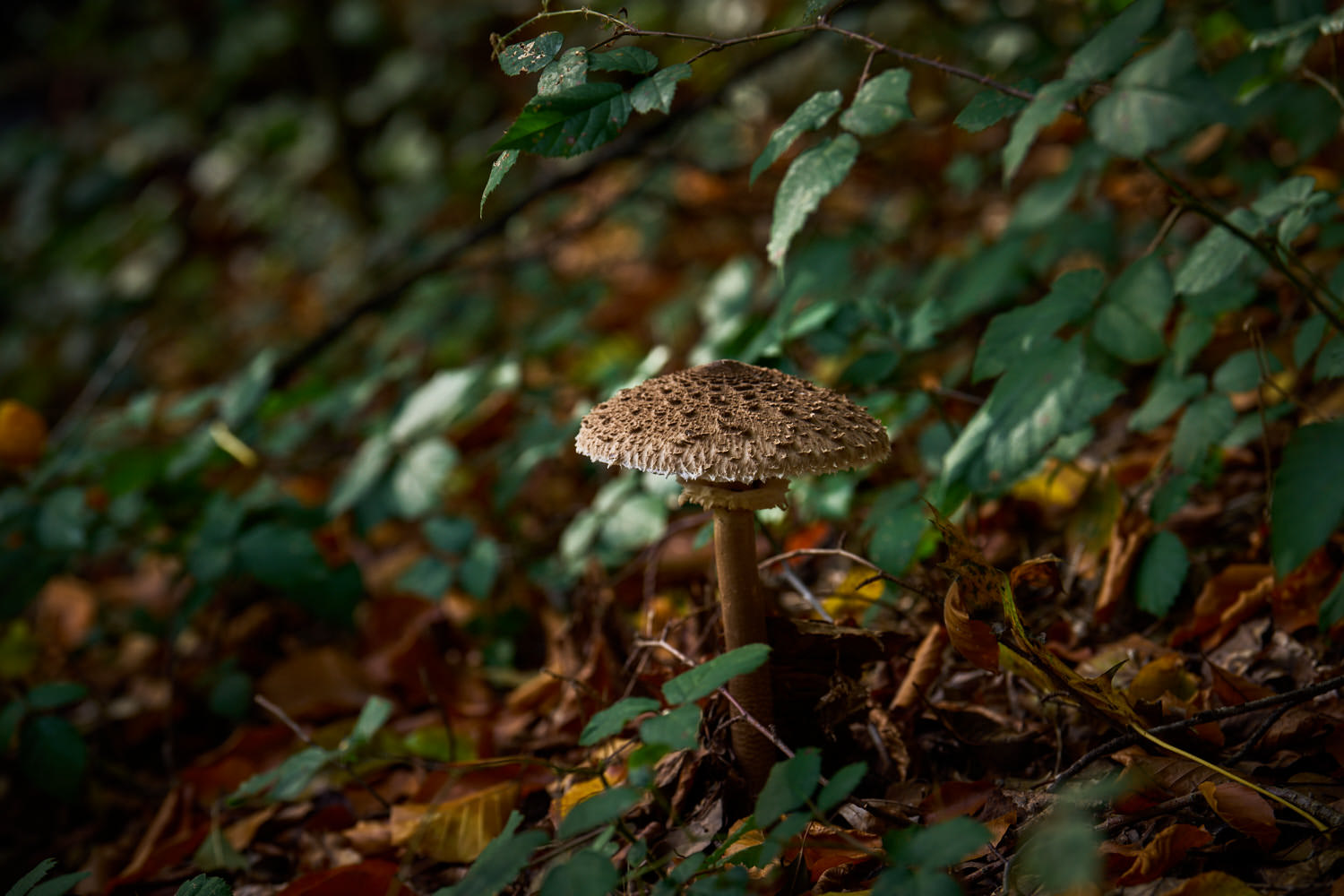 Pilz auf dem Waldboden im TrauerPark Eremia