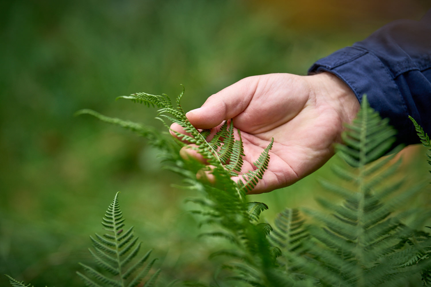 Hand berührt Farn im Naturfriedhof Eremia
