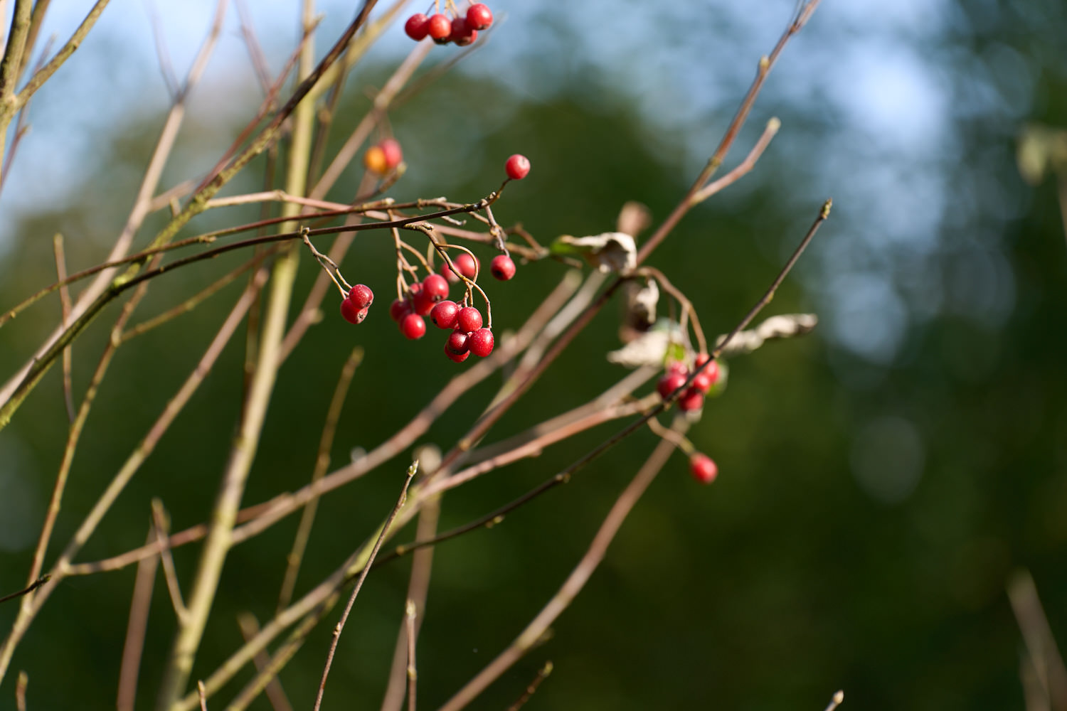 Vogelbeeren im Herbst im TrauerPark Eremia