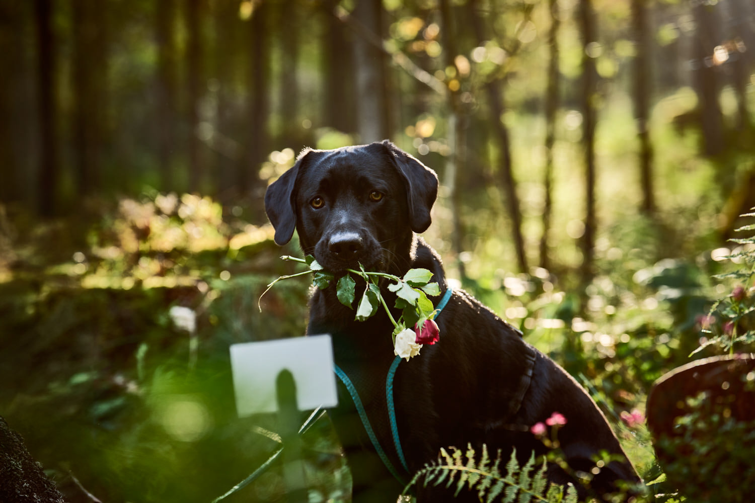 Hund mit Blume im Maul im TrauerPark Eremia